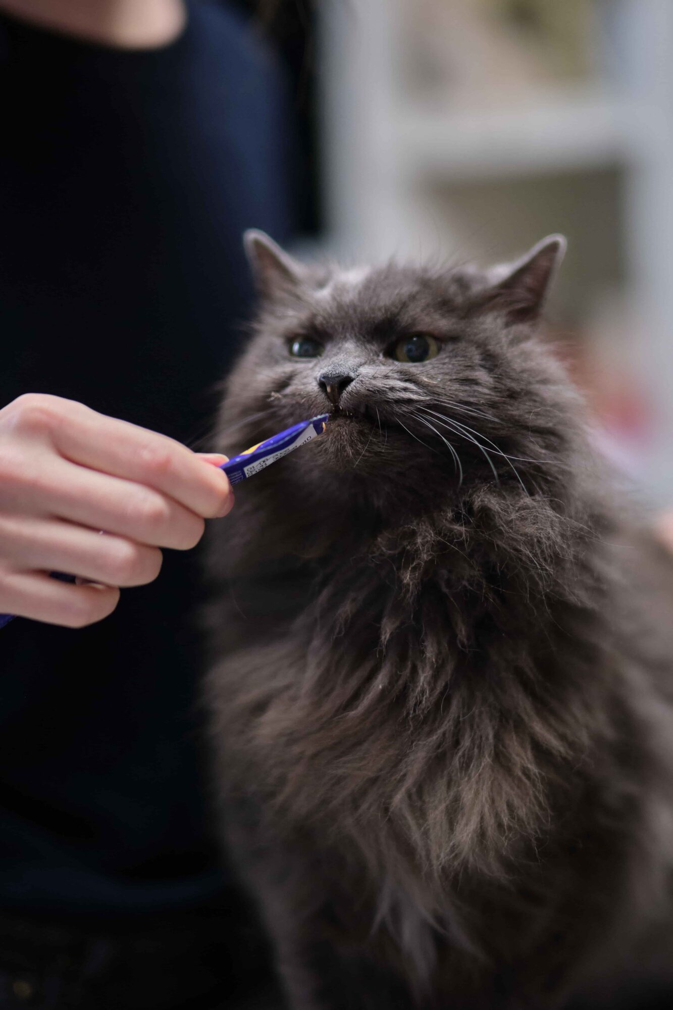 DSF3989Dierenartsenpraktijk Beijum (2)