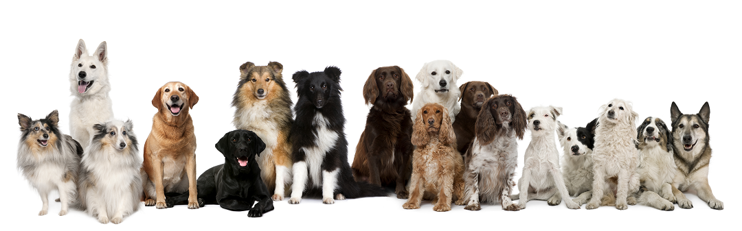 honden
