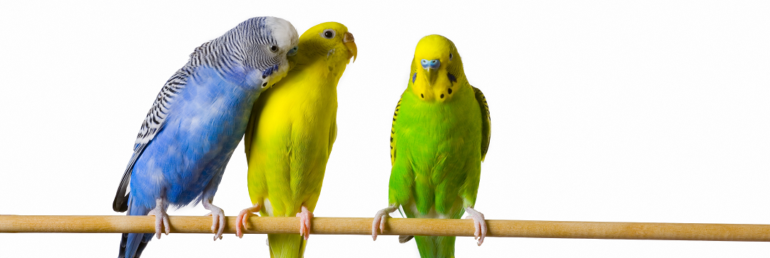 vogels