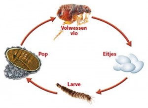 Ontvangende machine Inspecteren Cumulatief Vlooien hond en kat -