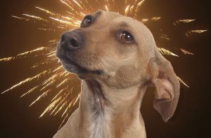 Hond bang voor het vuurwerk